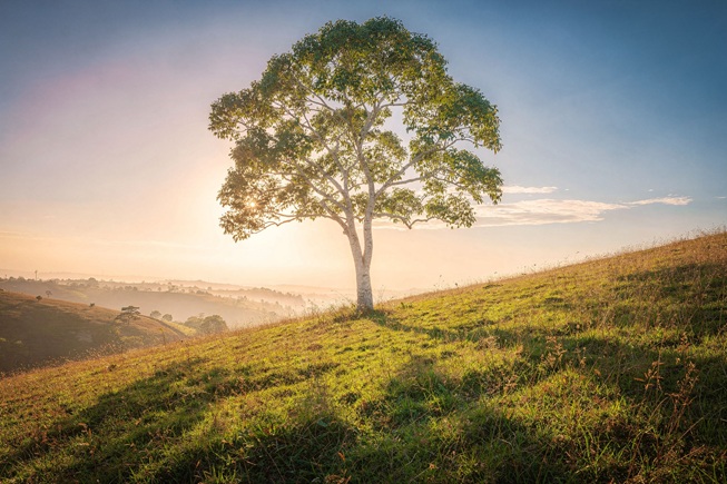 strom santalovnik bily